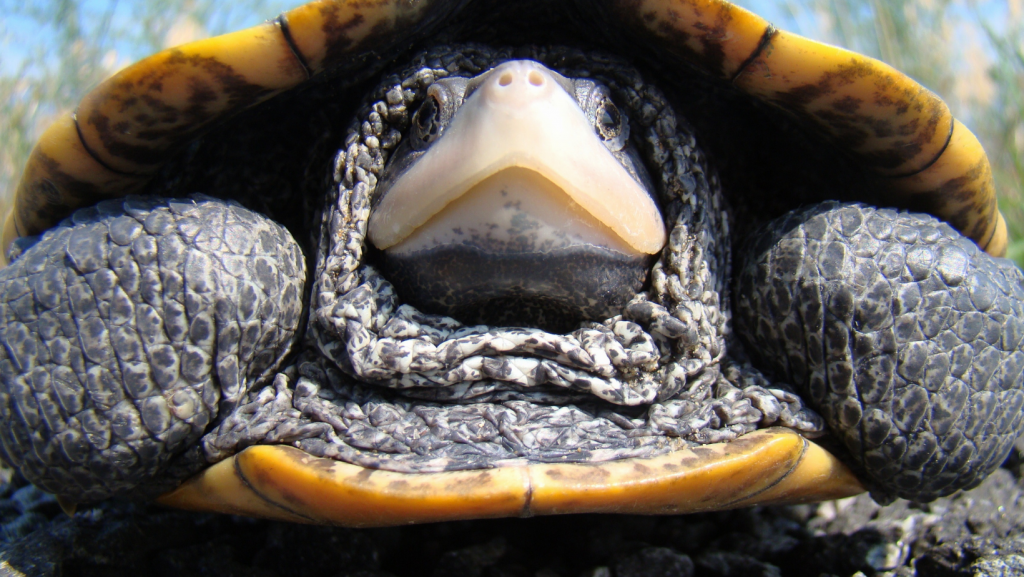 The GOMA Wildlife and Fisheries Team has a new Gulf Star project supporting diamondback terrapin education and outreach along the upper Texas coast.