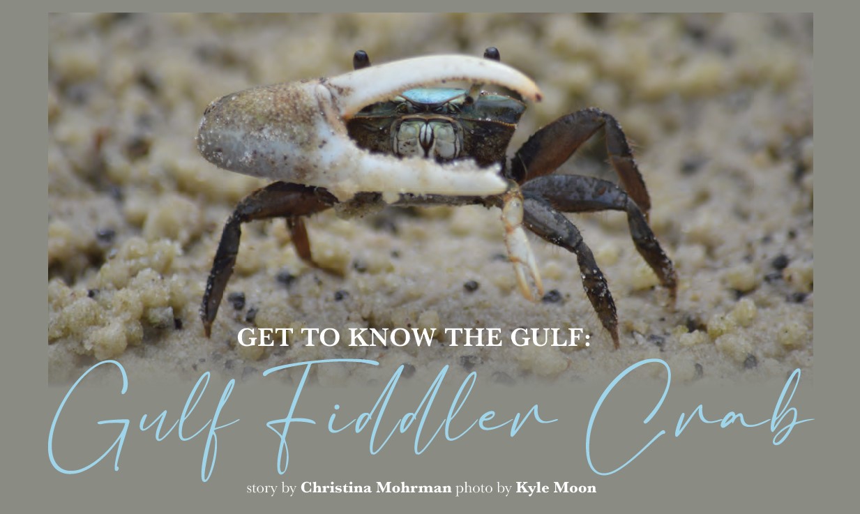 GOMA in South MS Living: Gulf Fiddler Crab - Gulf of Mexico Alliance