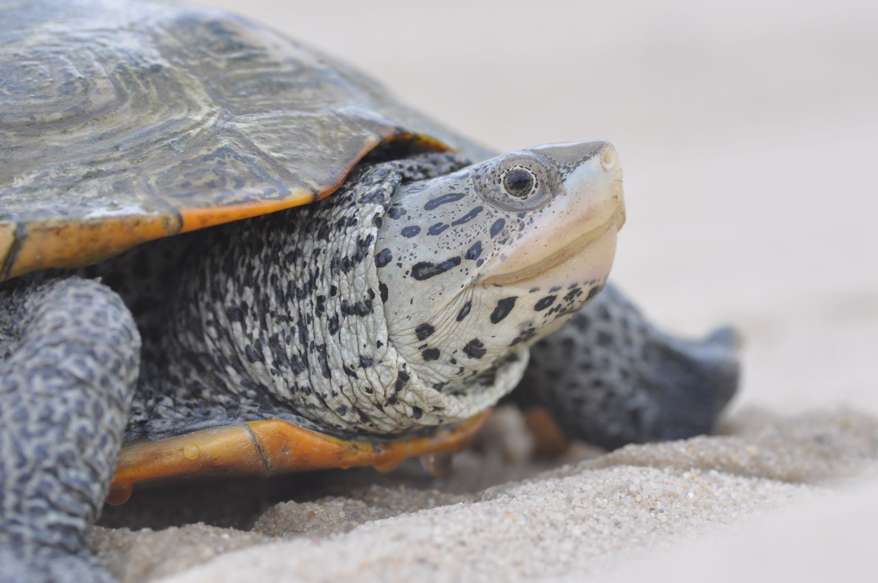 Wildlife & Fisheries Team releases Diamondback Terrapin Action Plan ...