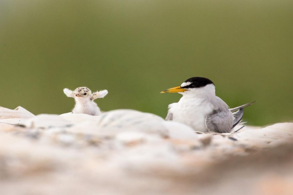 two least terns