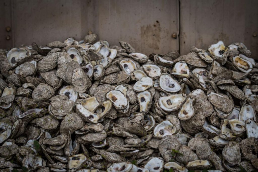 oyster shells in pile