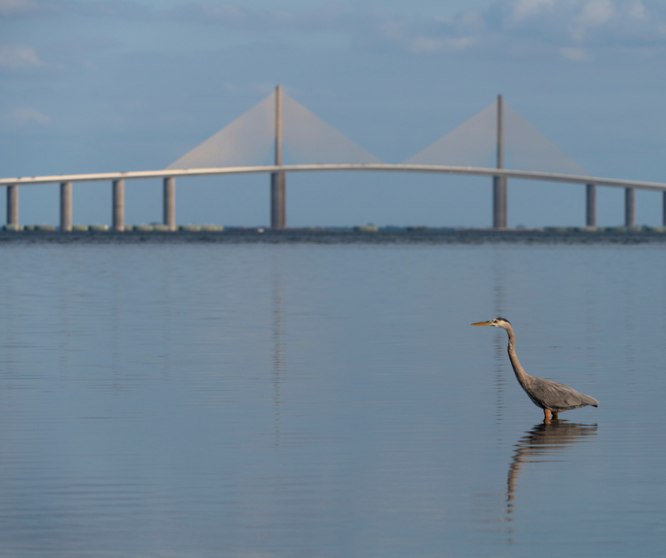 bird with bridge in background