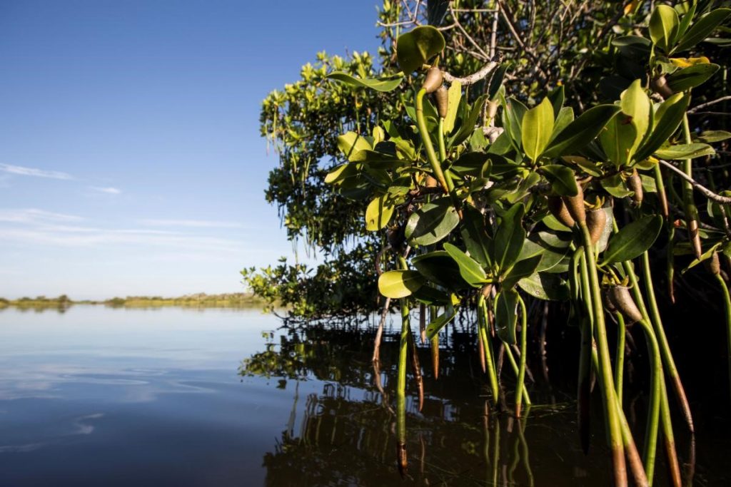 mangrove trees