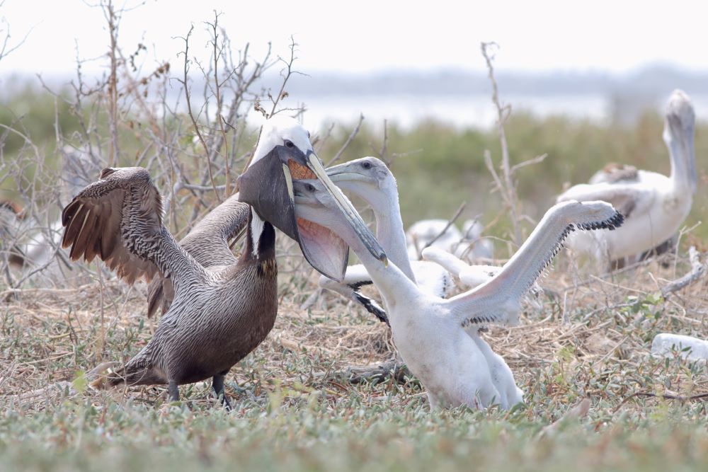 A pelican feeding another pelican